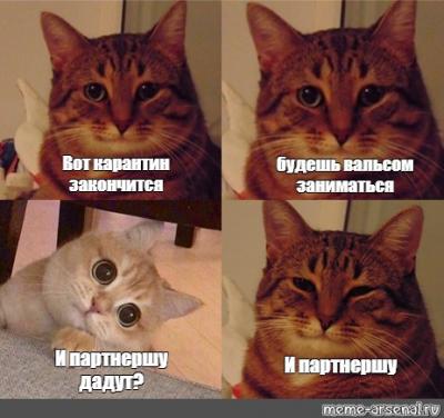 Коты.jpg