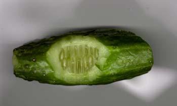 KUKUMBER1-02-04-99.jpg