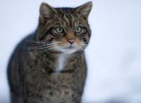 Фотография Pocahontas